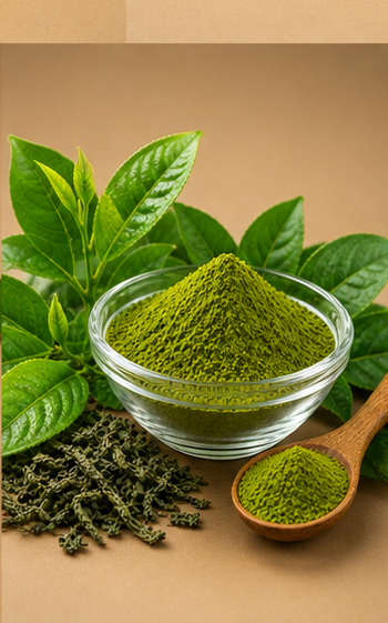 Green Tea Extract